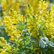 Ferny Corydalis Seeds -, Shade loving plant ,hardy perennial - Caribbean garden seed