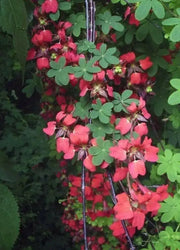 Flame Nasturtium Seeds, exotic Flowers vine, - Caribbean garden seed