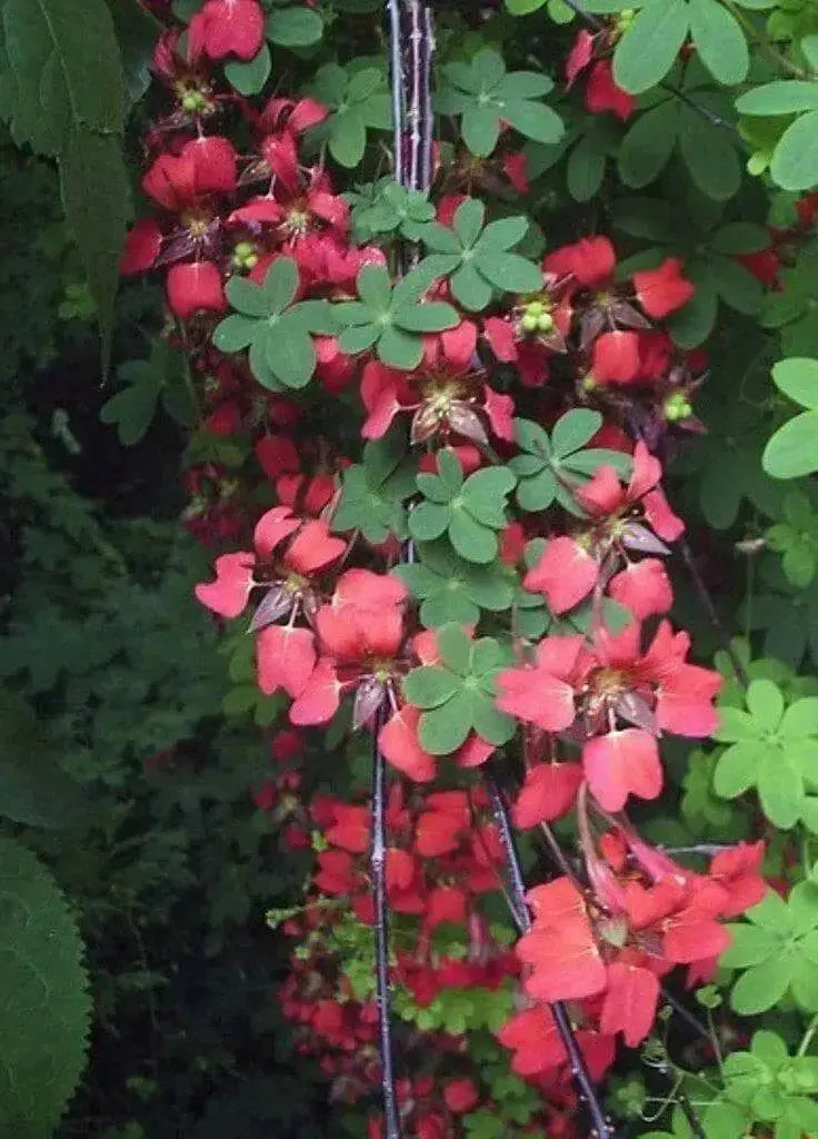 Flame Nasturtium Seeds, exotic Flowers vine, - Caribbean garden seed