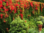 Flame Nasturtium Seeds, exotic Flowers vine, - Caribbean garden seed
