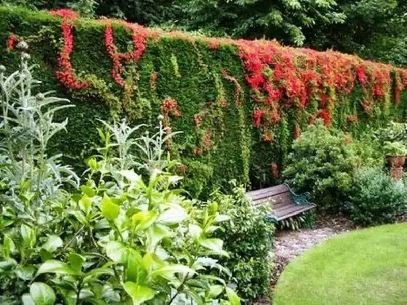 Flame Nasturtium Seeds, exotic Flowers vine, - Caribbean garden seed