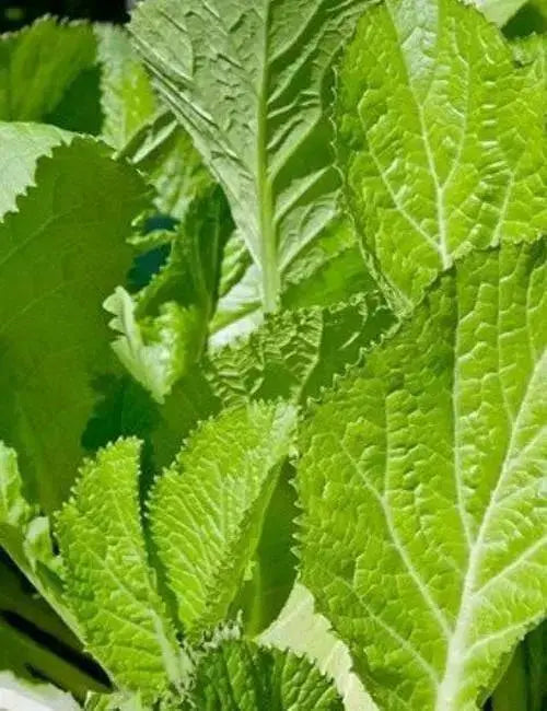 Florida Broadleaf, Mustard  Seeds, winter hardy VEGETABLE. - Caribbean garden seed