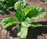 Florida Broadleaf, Mustard  Seeds, winter hardy VEGETABLE. - Caribbean garden seed