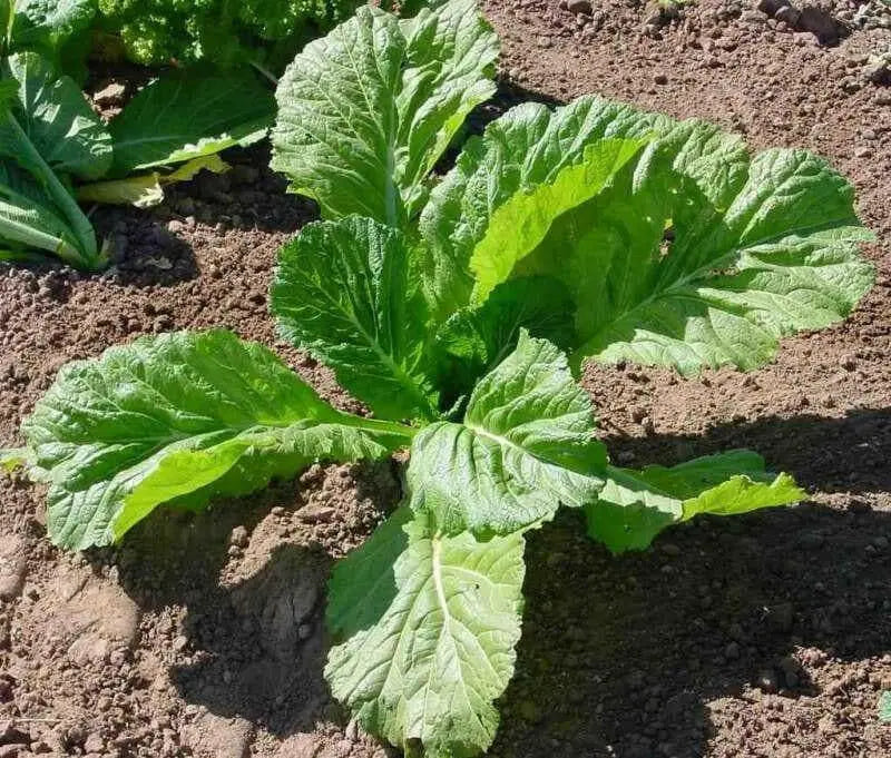 Florida Broadleaf, Mustard  Seeds, winter hardy VEGETABLE. - Caribbean garden seed