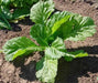 Florida Broadleaf, Mustard  Seeds, winter hardy VEGETABLE. - Caribbean garden seed