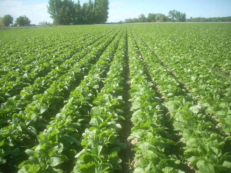Florida Broadleaf, Mustard  Seeds, winter hardy VEGETABLE. - Caribbean garden seed