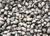 Florida Speckled Lima ( Pole Bean, HEIRLOOm) Annual VEGETABLE - Caribbean garden seed