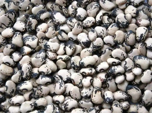 Florida Speckled Lima ( Pole Bean, HEIRLOOm) Annual VEGETABLE - Caribbean garden seed