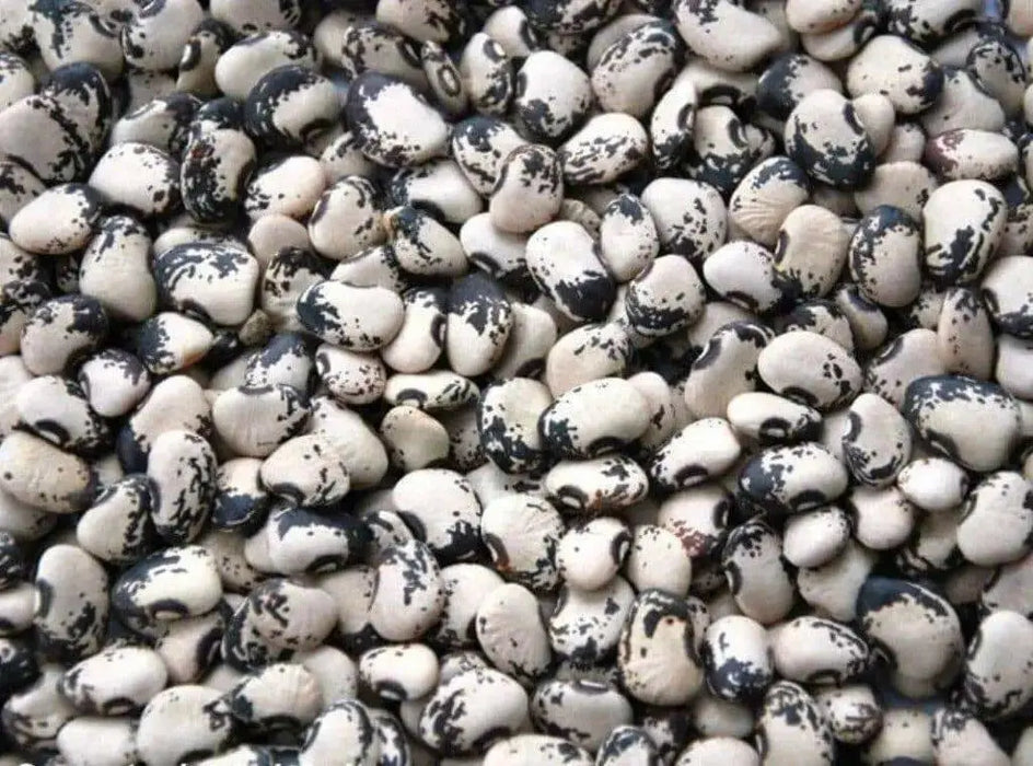 Florida Speckled Lima ( Pole Bean, HEIRLOOm) Annual VEGETABLE - Caribbean garden seed