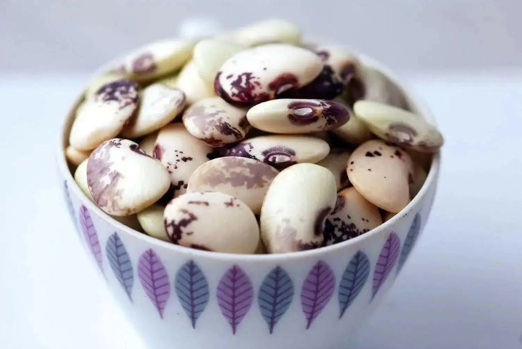Florida Speckled Lima ( Pole Bean, HEIRLOOm) Annual VEGETABLE - Caribbean garden seed
