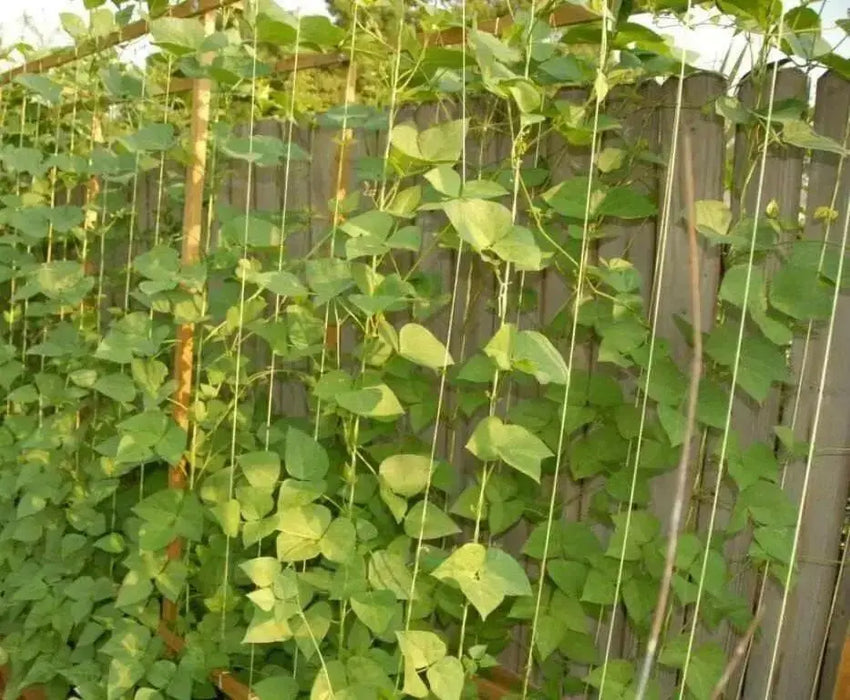 Florida Speckled Lima ( Pole Bean, HEIRLOOm) Annual VEGETABLE - Caribbean garden seed