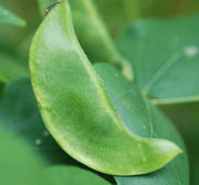 Florida Speckled Lima ( Pole Bean, HEIRLOOm) Annual VEGETABLE - Caribbean garden seed