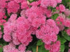Floss Flower Seeds,ageratum houstonianum,Cloud Nine Pink-PEL,Early Variety. - Caribbean garden seed