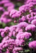 Floss Flower Seeds,ageratum houstonianum,Cloud Nine Pink-PEL,Early Variety. - Caribbean garden seed