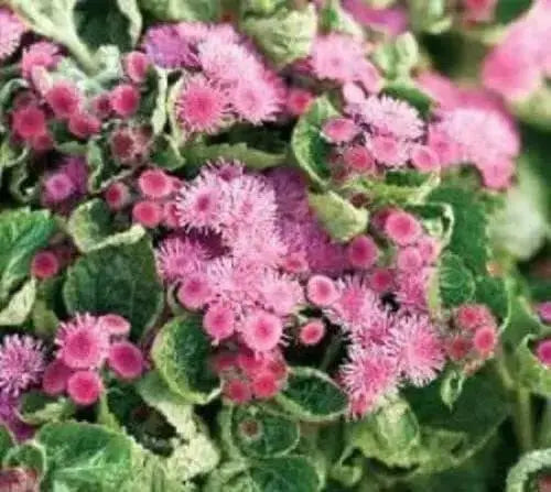 Floss Flower Seeds,ageratum houstonianum,Cloud Nine Pink-PEL,Early Variety. - Caribbean garden seed