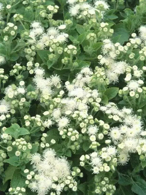 Floss Flower Seeds,ageratum houstonianum,Cloud Nine White-PEL,Early Variety. - Caribbean garden seed
