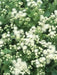 Floss Flower Seeds,ageratum houstonianum,Cloud Nine White-PEL,Early Variety. - Caribbean garden seed