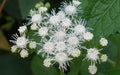 Floss Flower Seeds,ageratum houstonianum,Cloud Nine White-PEL,Early Variety. - Caribbean garden seed