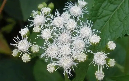 Floss Flower Seeds,ageratum houstonianum,Cloud Nine White-PEL,Early Variety. - Caribbean garden seed