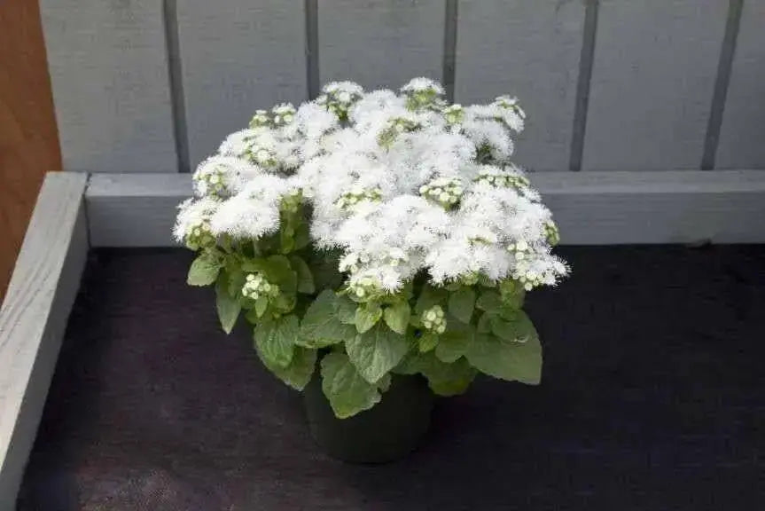 Floss Flower Seeds,ageratum houstonianum,Cloud Nine White-PEL,Early Variety. - Caribbean garden seed
