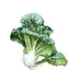 EXTRA DWARF Pak Choi  Seeds ,white cabbage, ASIAN VEGETABLE - Caribbean garden seed