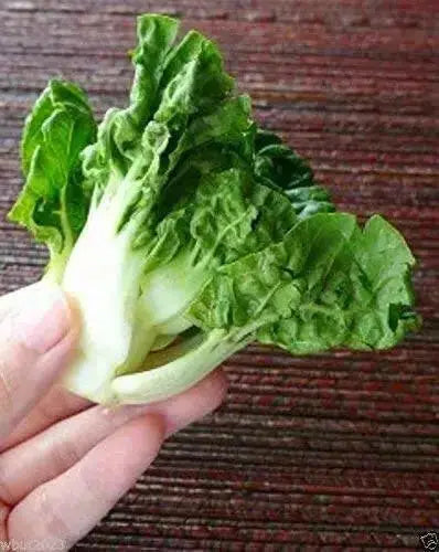 EXTRA DWARF Pak Choi  Seeds ,white cabbage, ASIAN VEGETABLE - Caribbean garden seed