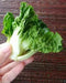 EXTRA DWARF Pak Choi  Seeds ,white cabbage, ASIAN VEGETABLE - Caribbean garden seed