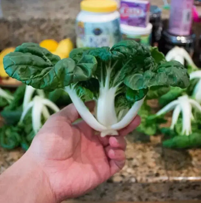 EXTRA DWARF Pak Choi  Seeds ,white cabbage, ASIAN VEGETABLE - Caribbean garden seed