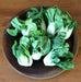 EXTRA DWARF Pak Choi  Seeds ,white cabbage, ASIAN VEGETABLE - Caribbean garden seed