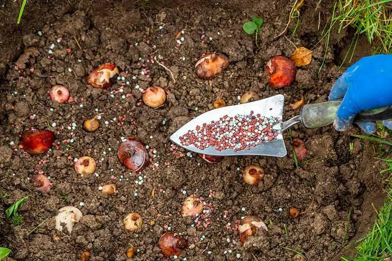 FLOWERS & BULBS  FOOD-3-5-3 Natural & Organic Fertilizer - Caribbean garden seed