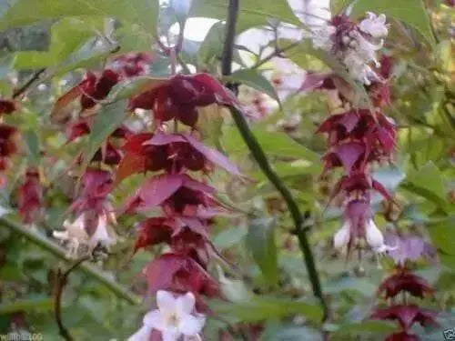 Flowering vine Himalayan Honeysuckle seeds.