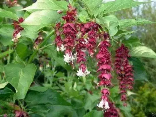 Flowering vine Himalayan Honeysuckle seeds.