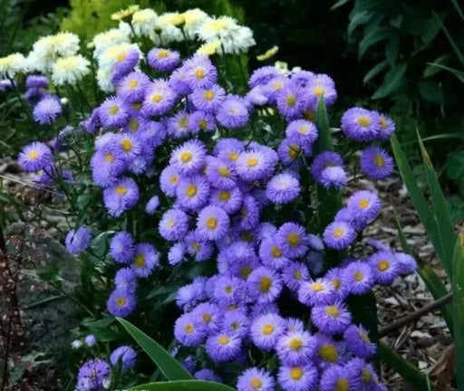 Fleabane Daisy Seeds, Erigeron Speciosus - Azure Fairy - Caribbean garden seed