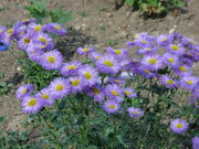 Fleabane Daisy Seeds, Erigeron Speciosus - Azure Fairy - Caribbean garden seed