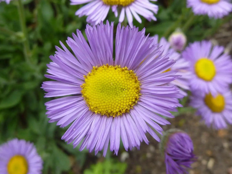 Fleabane Daisy Seeds, Erigeron Speciosus - Azure Fairy - Caribbean garden seed