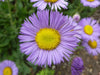 Fleabane Daisy Seeds, Erigeron Speciosus - Azure Fairy - Caribbean garden seed