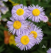 Fleabane Daisy Seeds, Erigeron Speciosus - Azure Fairy - Caribbean garden seed