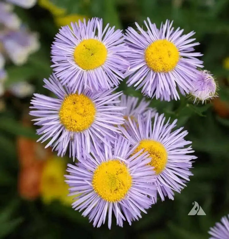Fleabane Daisy Seeds, Erigeron Speciosus - Azure Fairy - Caribbean garden seed
