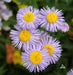 Fleabane Daisy Seeds, Erigeron Speciosus - Azure Fairy - Caribbean garden seed