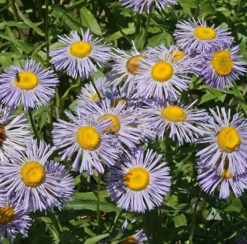 Fleabane Daisy Seeds, Erigeron Speciosus - Azure Fairy - Caribbean garden seed