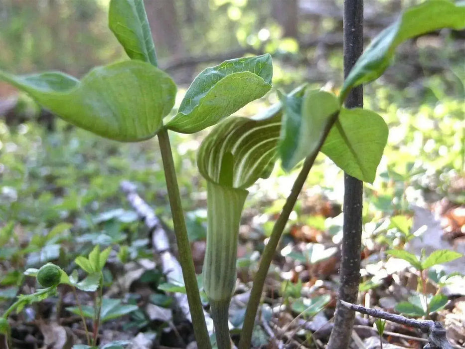 Flowers Seed (Jack-in-the-Pulpit)  Native Wildflower - Caribbean garden seed