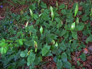 Flowers Seed (Jack-in-the-Pulpit)  Native Wildflower - Caribbean garden seed