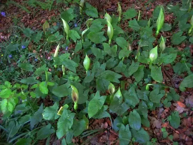 Flowers Seed (Jack-in-the-Pulpit)  Native Wildflower - Caribbean garden seed