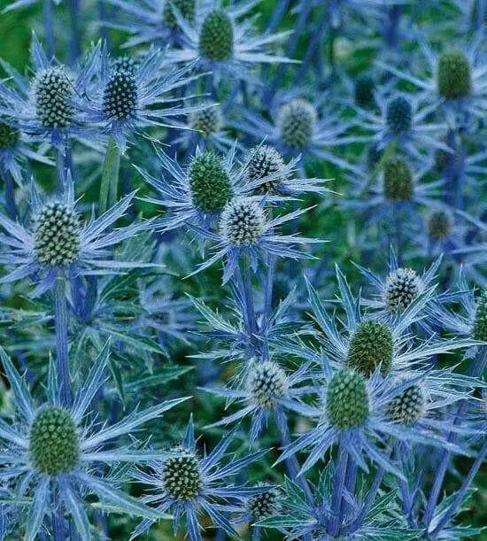 Flowers seed ERYNGIUM alpinum 'Blue Star Alpine Sea Holly - Caribbean garden seed