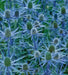 Flowers seed ERYNGIUM alpinum 'Blue Star Alpine Sea Holly - Caribbean garden seed
