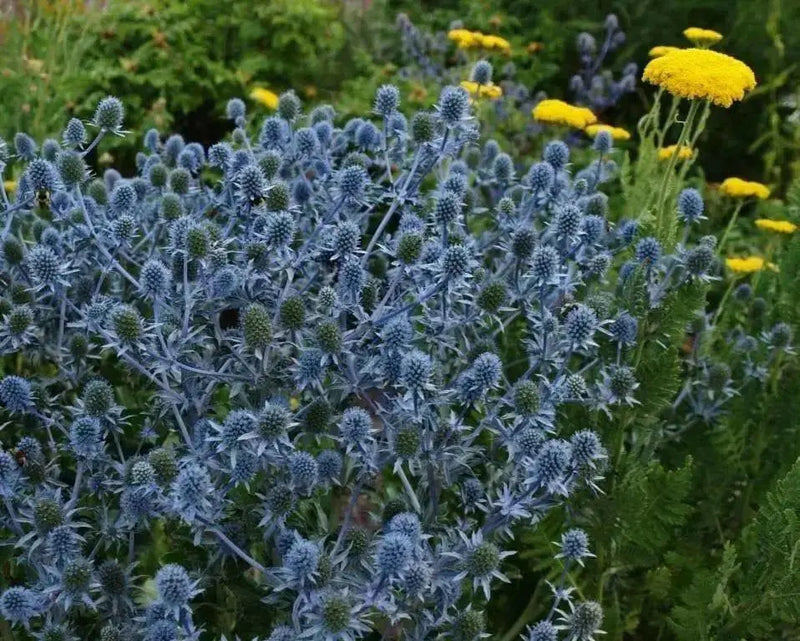 Flowers seed ERYNGIUM alpinum 'Blue Star Alpine Sea Holly - Caribbean garden seed