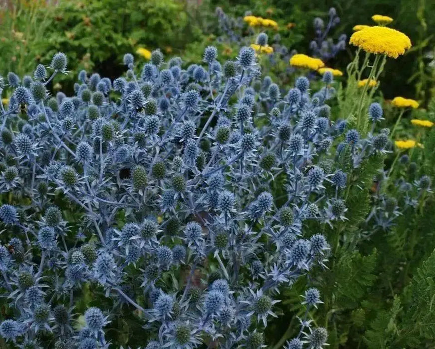Flowers seed ERYNGIUM alpinum 'Blue Star Alpine Sea Holly - Caribbean garden seed
