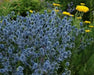Flowers seed ERYNGIUM alpinum 'Blue Star Alpine Sea Holly - Caribbean garden seed