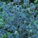 Flowers seed ERYNGIUM alpinum 'Blue Star Alpine Sea Holly - Caribbean garden seed