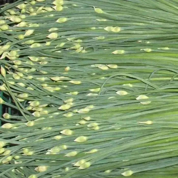Flowering Chinese Leek, chive seed - Perennial Asian Vegetable - Caribbean garden seed
